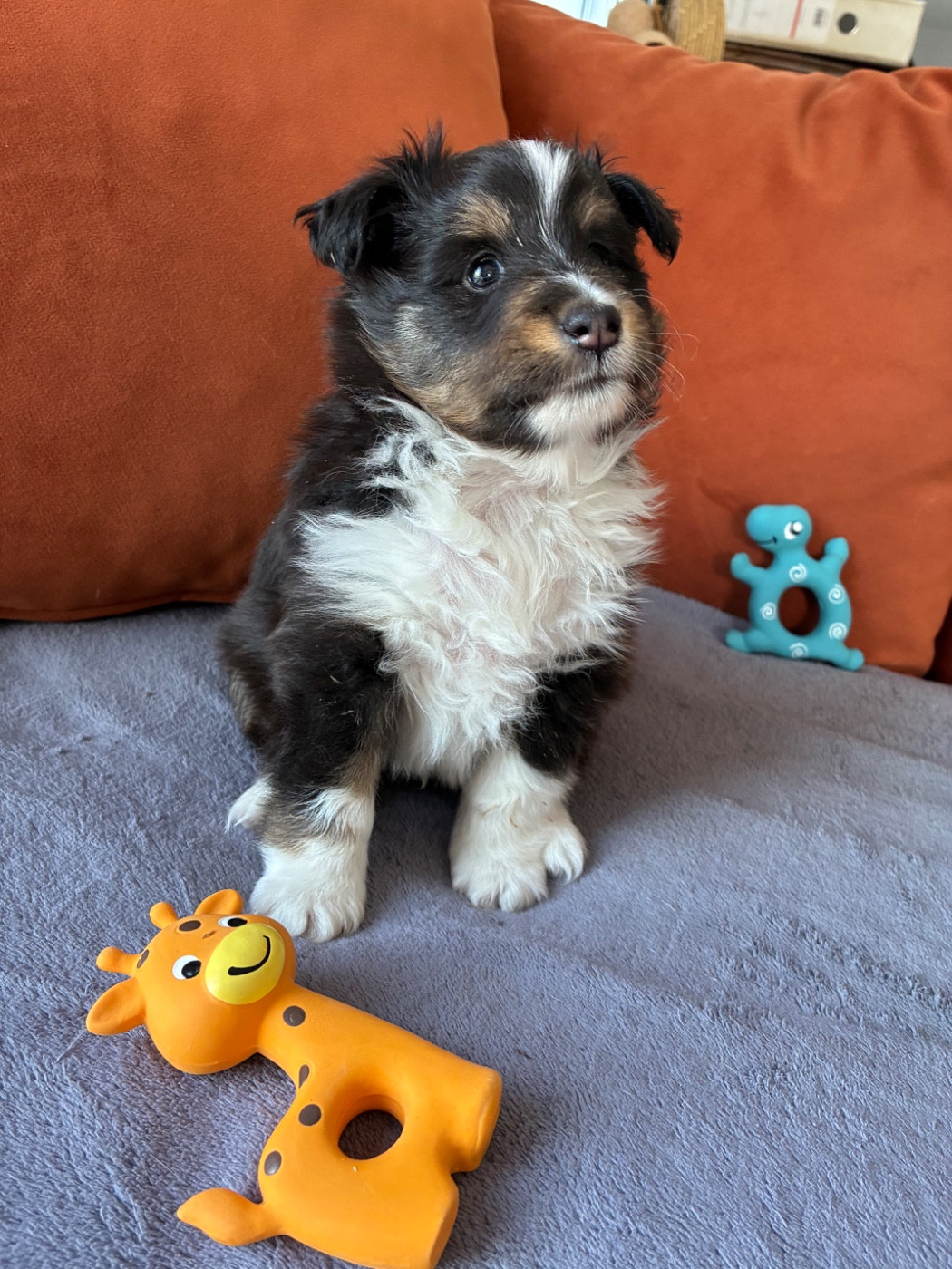 du Domaine de la Bellerie - Chiots disponibles - Shetland Sheepdog