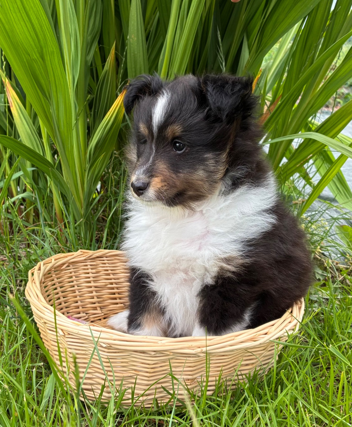 du Domaine de la Bellerie - Chiots disponibles - Shetland Sheepdog