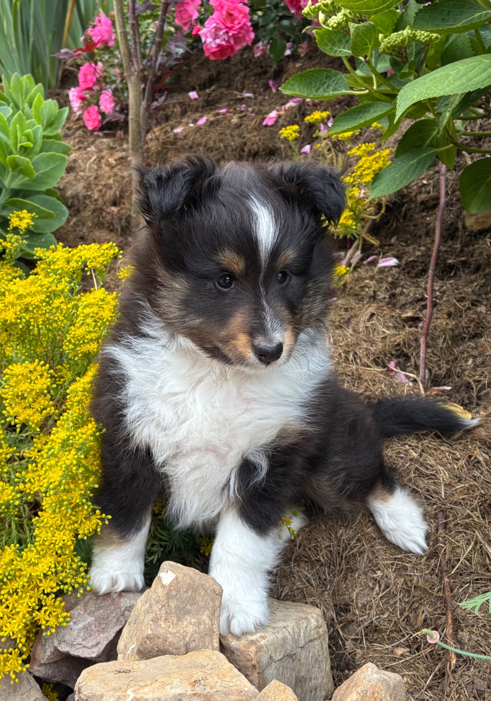 Chiot Shetland Sheepdog du Domaine de la Bellerie